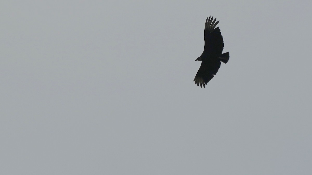 Black Vulture - Indira Thirkannad