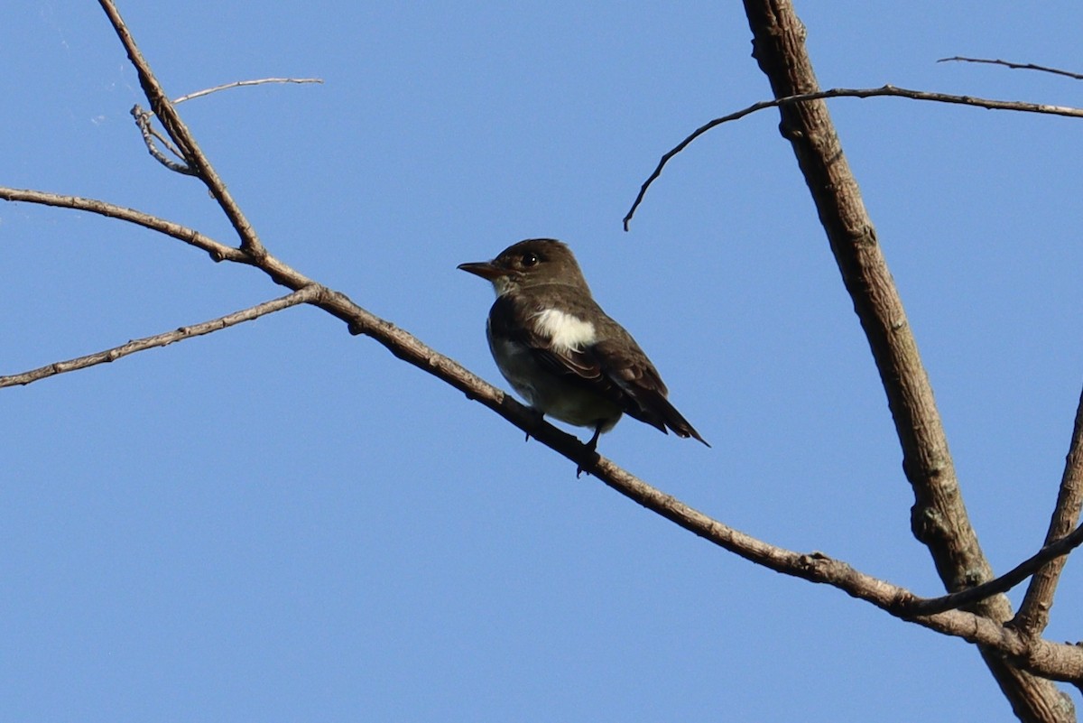 Olive-sided Flycatcher - Molly Herrmann