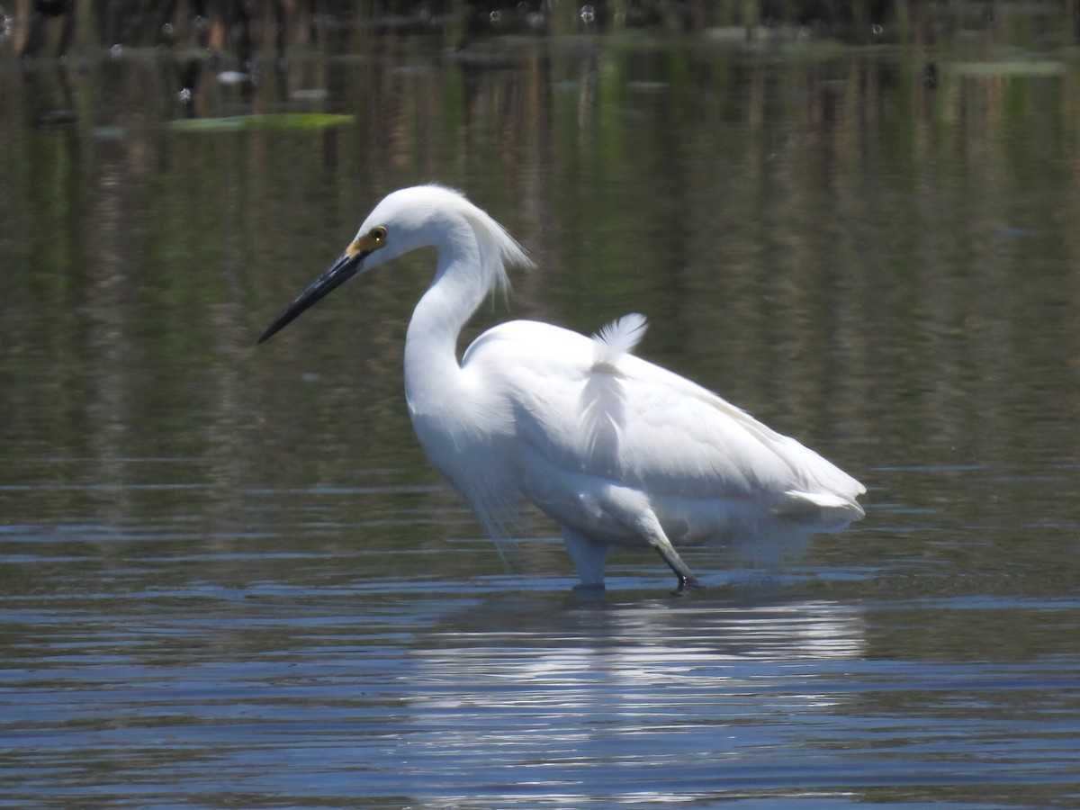 Snowy Egret - ML619463726