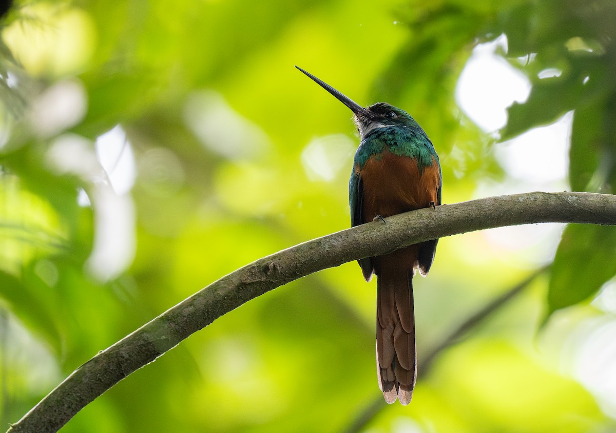 Rufous-tailed Jacamar - Forest Botial-Jarvis