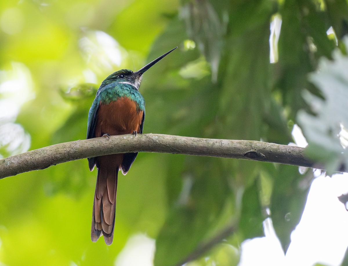 Rufous-tailed Jacamar - Forest Botial-Jarvis