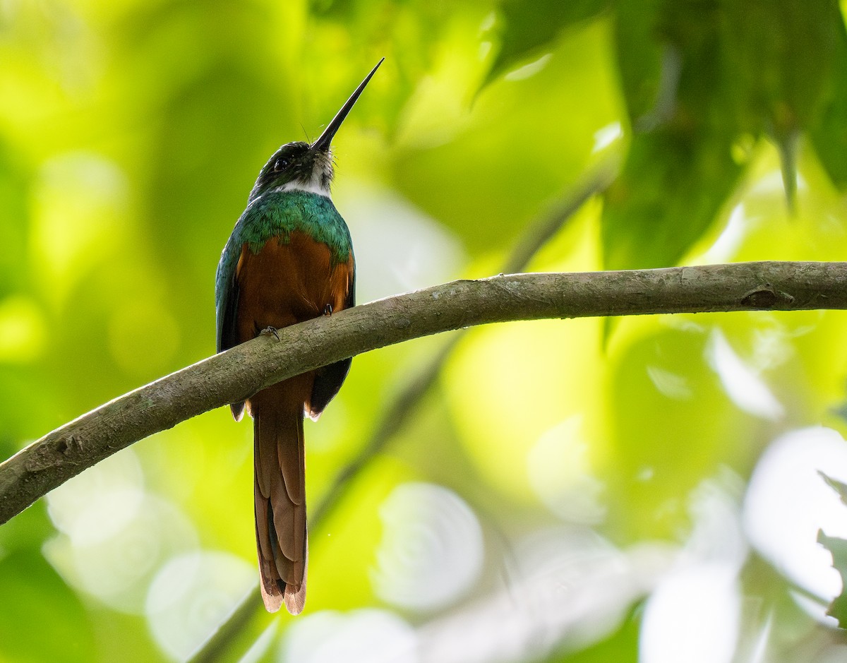 Rufous-tailed Jacamar - Forest Botial-Jarvis