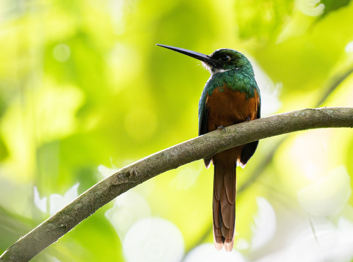 Rufous-tailed Jacamar - Forest Botial-Jarvis