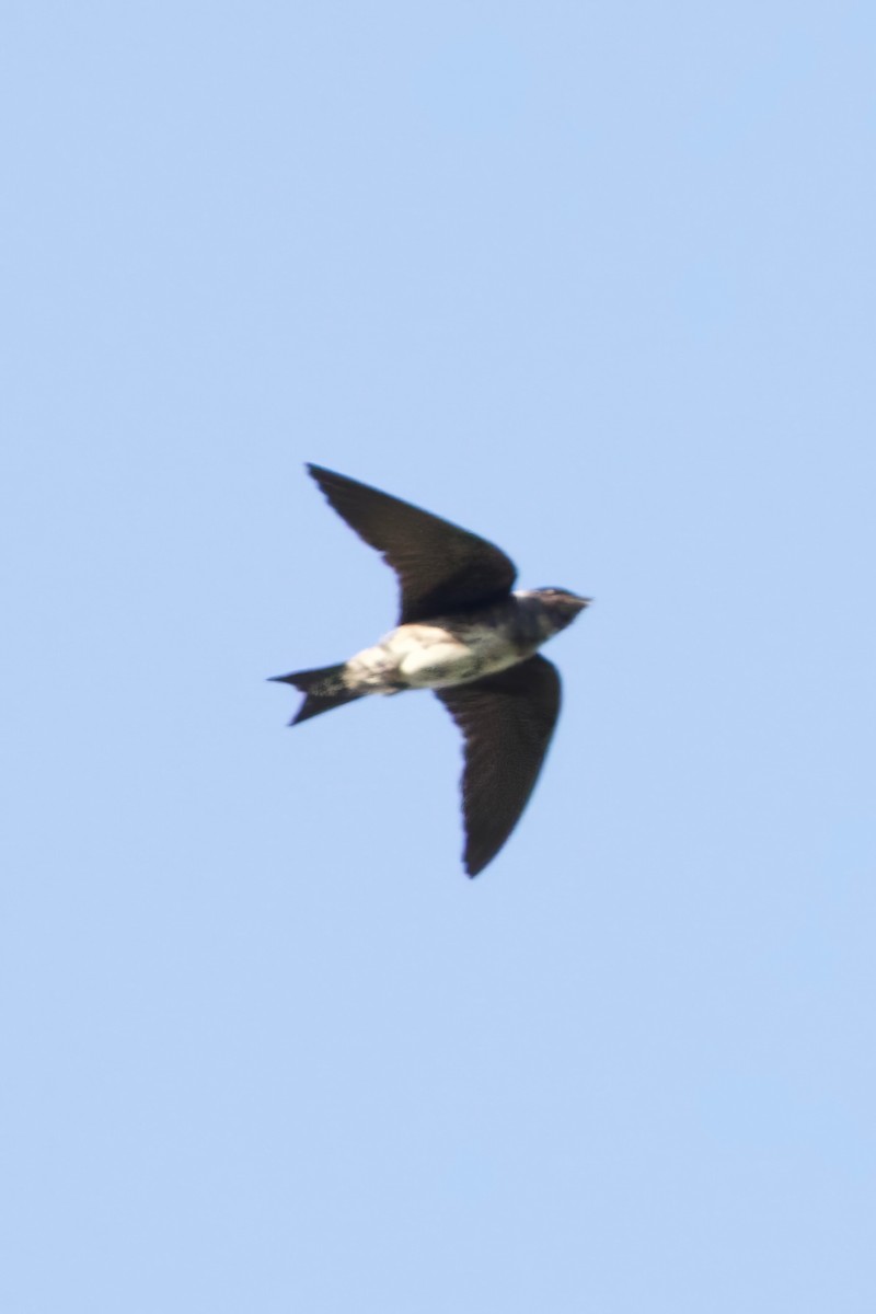 Purple Martin - ML619463731