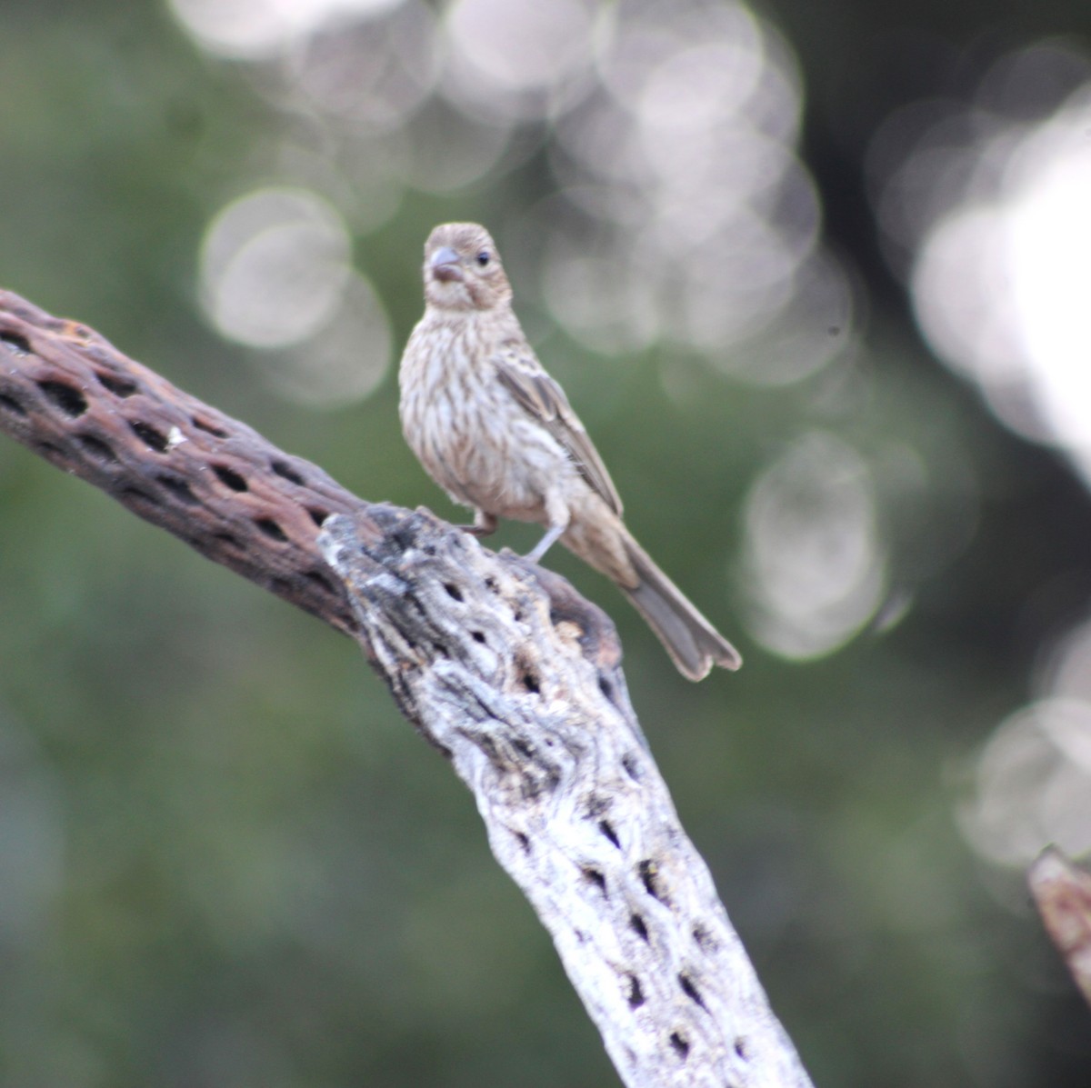 House Finch - Marsha Painter