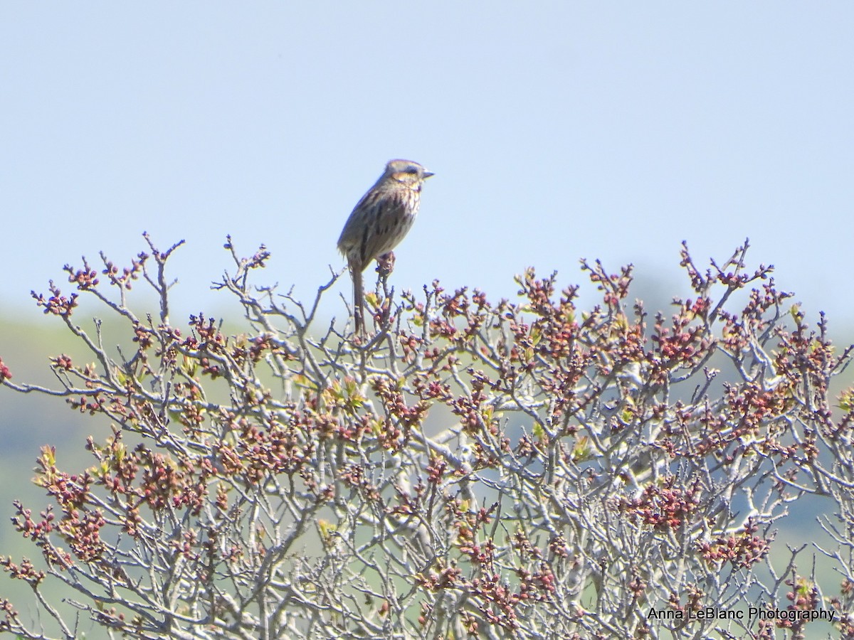 Song Sparrow - Anna LeBlanc