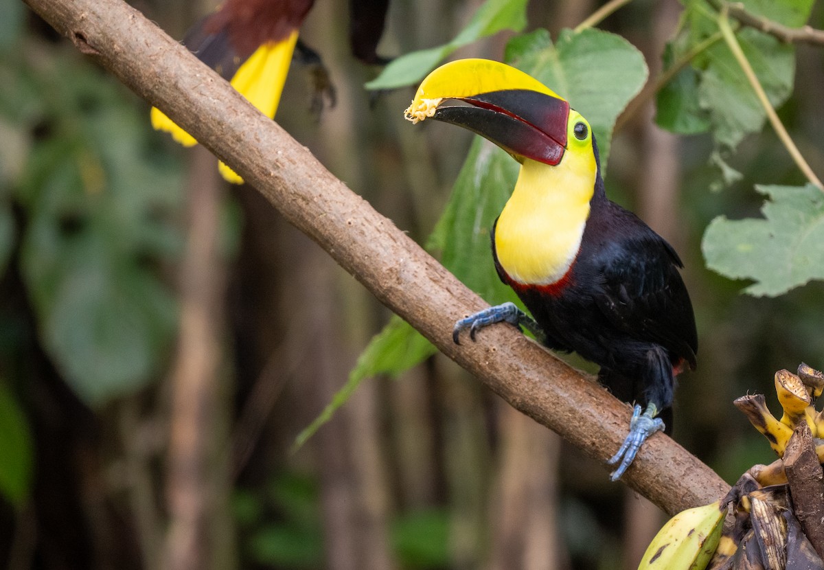 Yellow-throated Toucan - Forest Botial-Jarvis