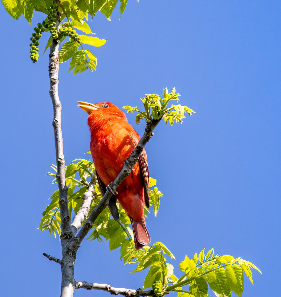 Summer Tanager - Ward Ransdell