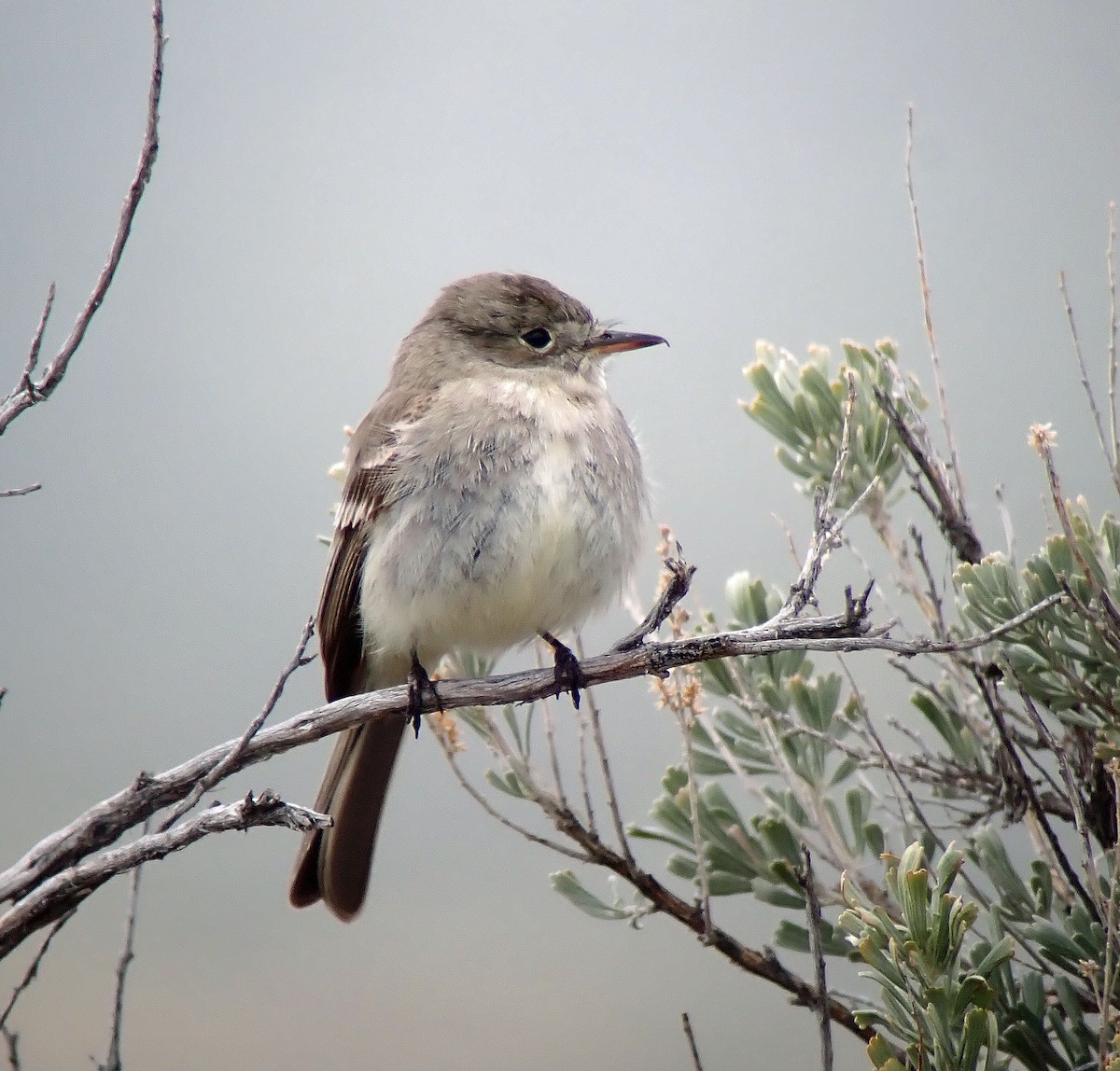 Gray Flycatcher - Nate Kohler