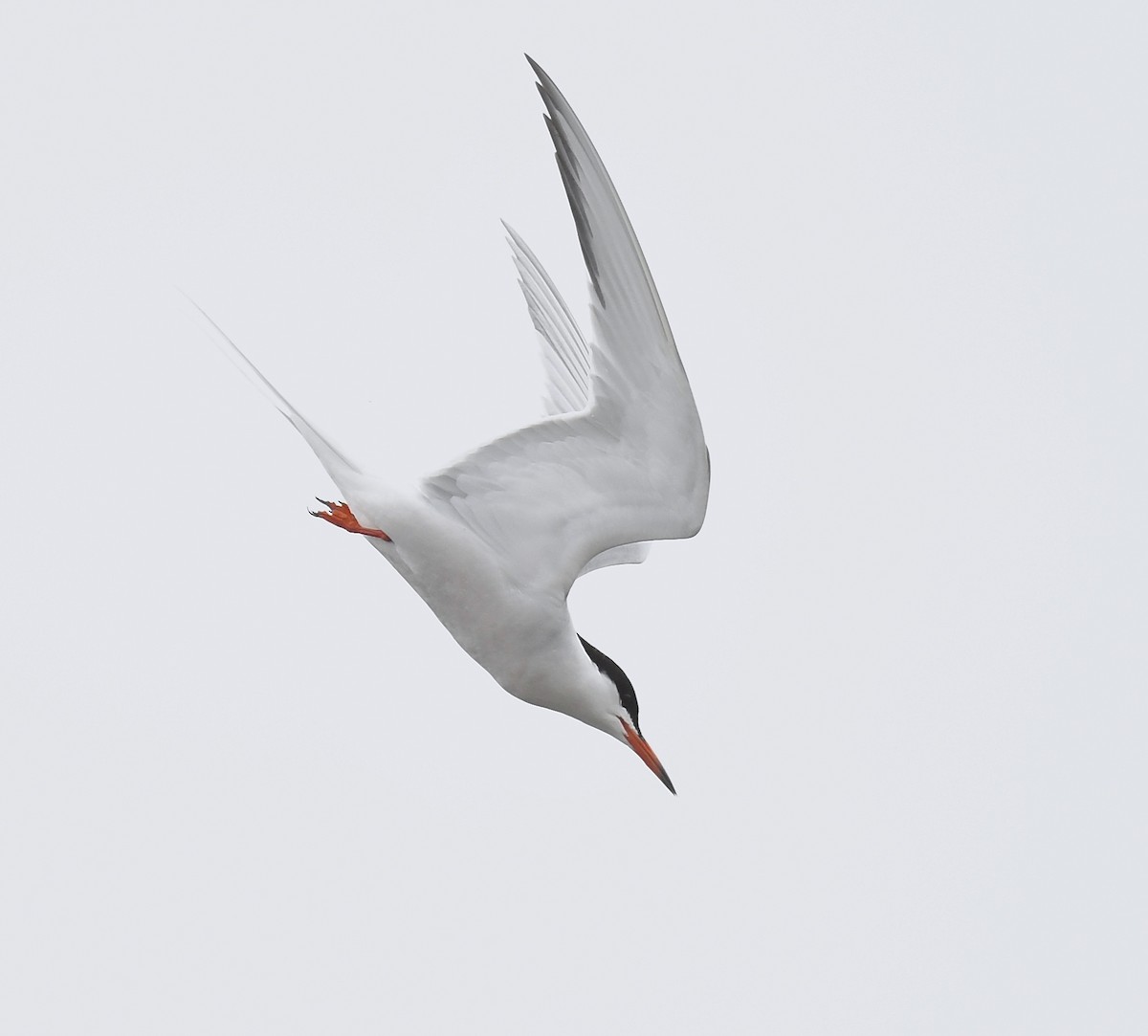 Common Tern - ML619463758