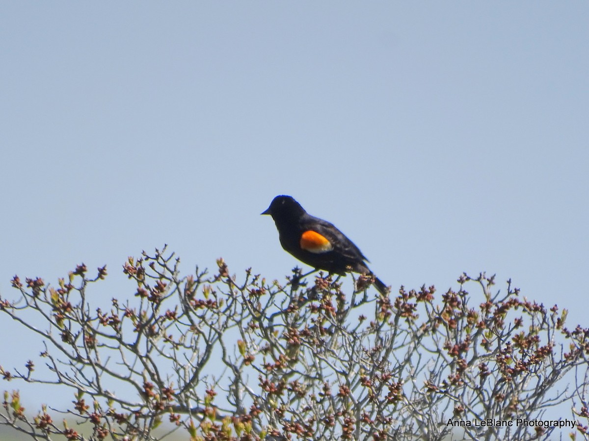 Red-winged Blackbird - Anna LeBlanc