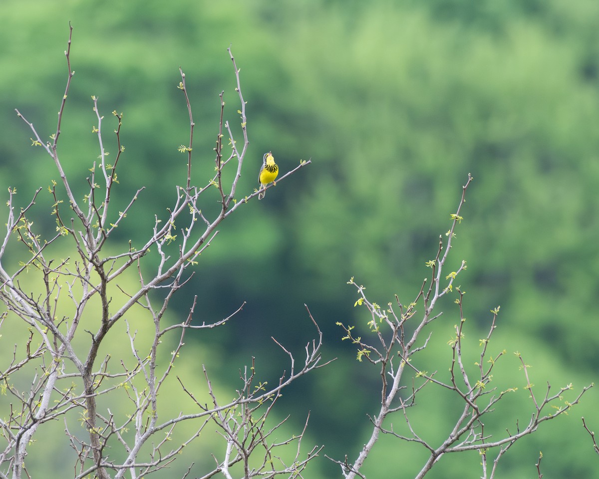 Canada Warbler - Helen M