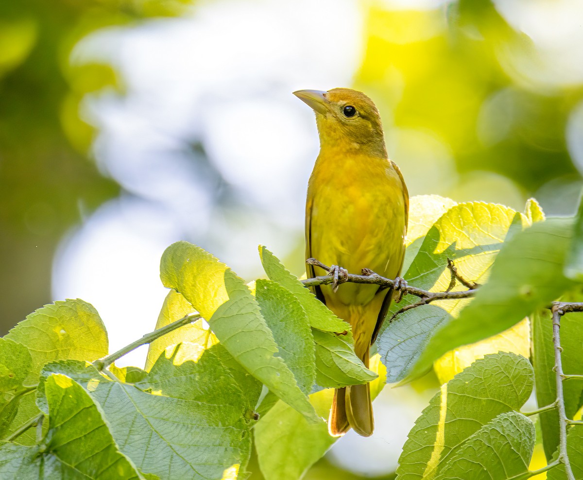 Summer Tanager - Ward Ransdell