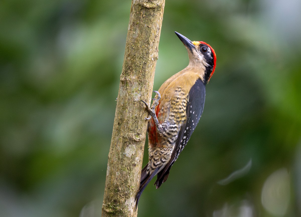 Black-cheeked Woodpecker - Forest Botial-Jarvis