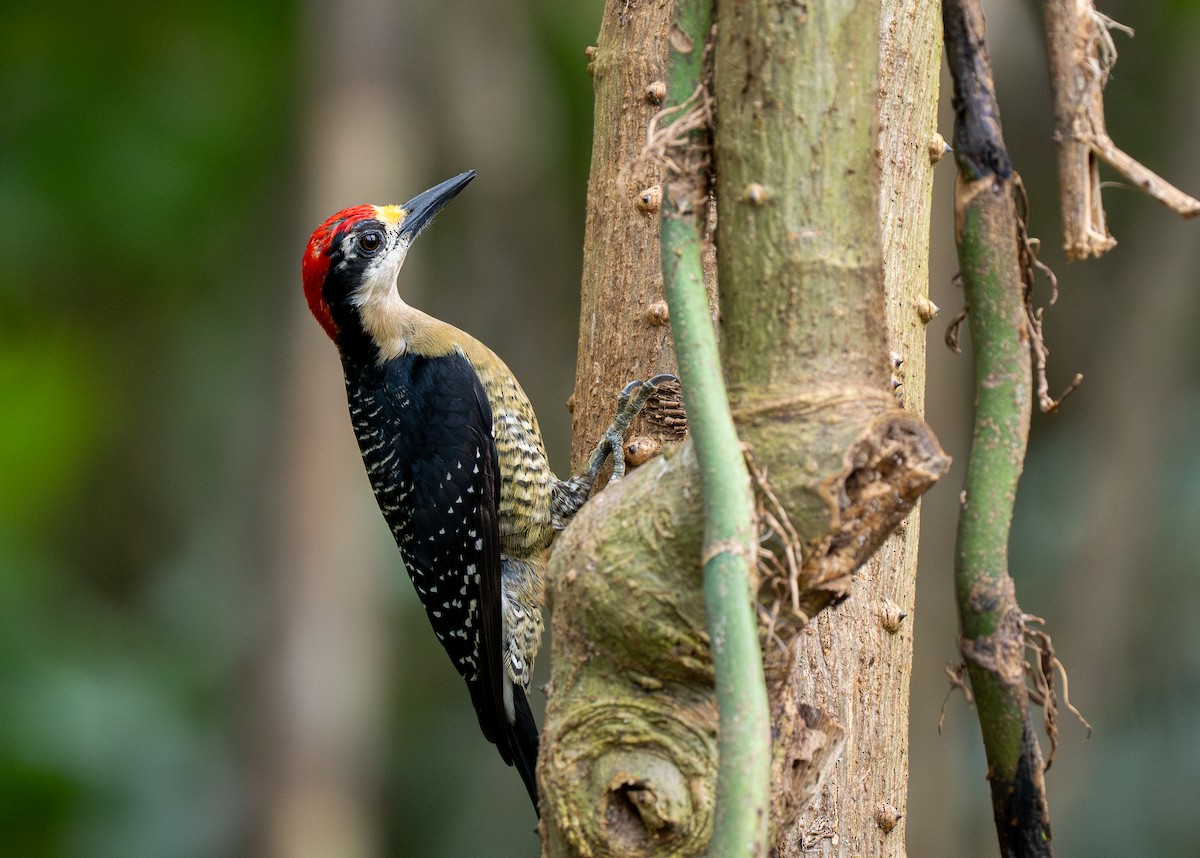 Black-cheeked Woodpecker - Forest Botial-Jarvis