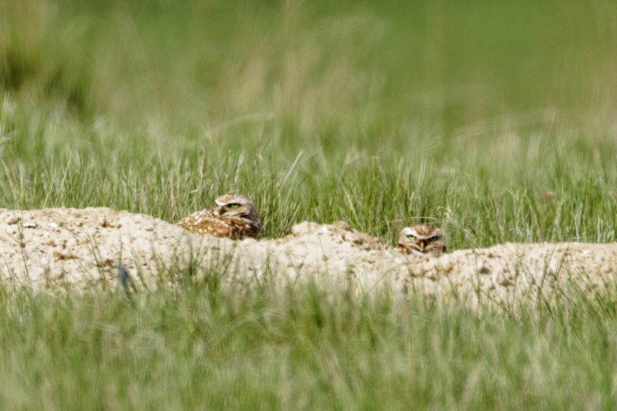 Burrowing Owl - Ruogu Li