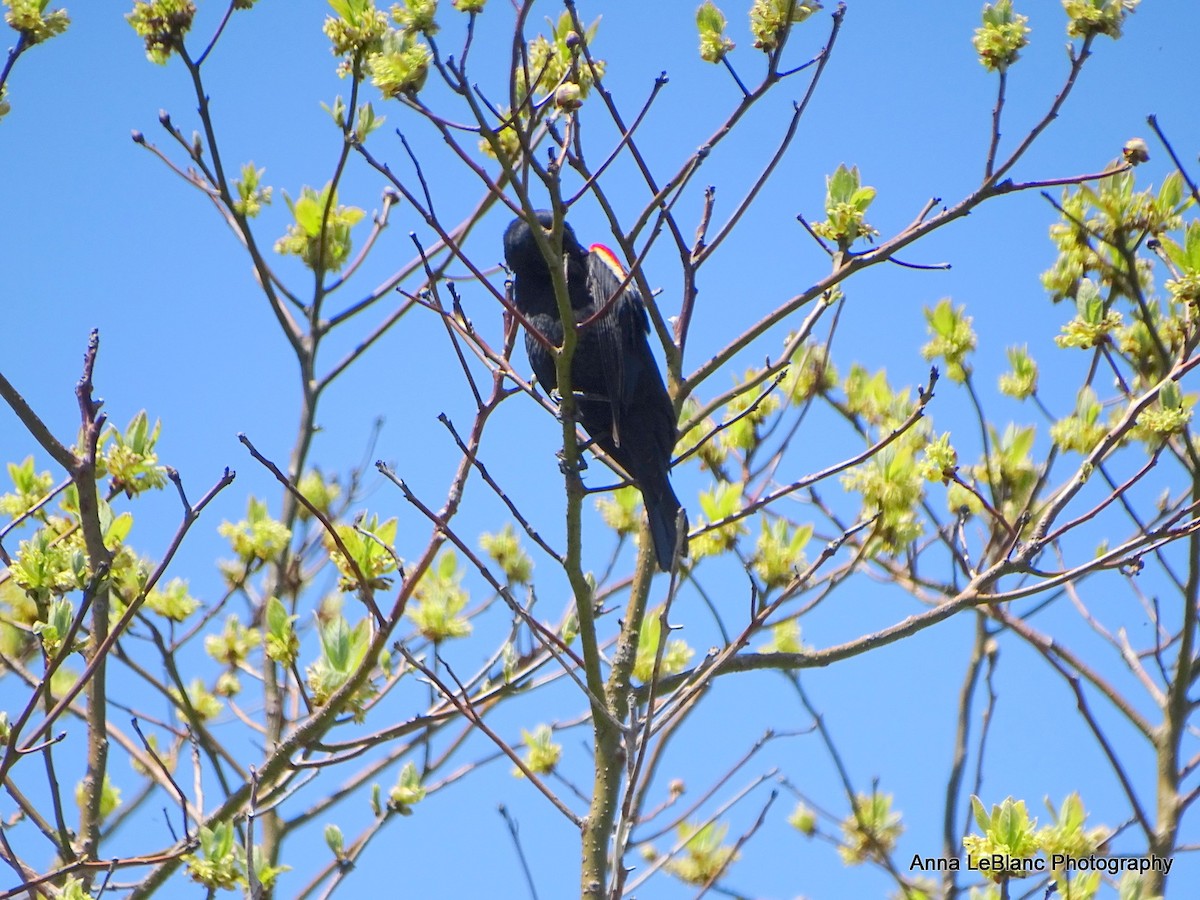 Red-winged Blackbird - ML619463784