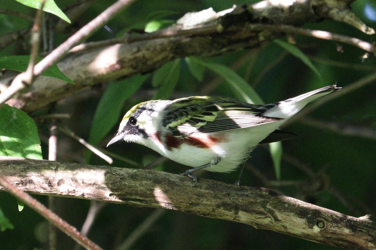 Chestnut-sided Warbler - Molly Herrmann