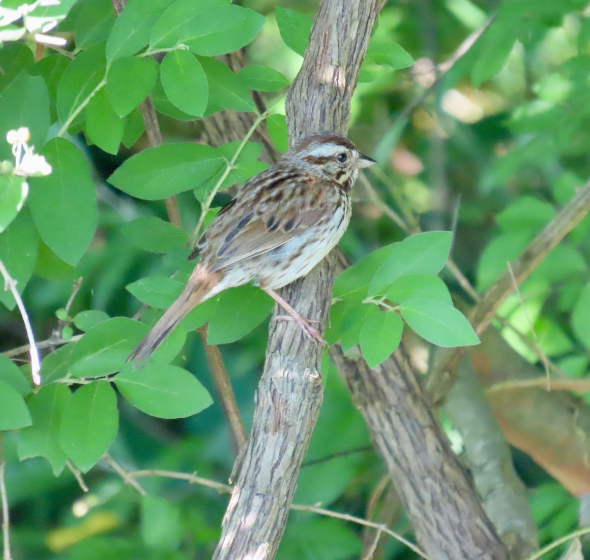 Song Sparrow - Angie Trumbo
