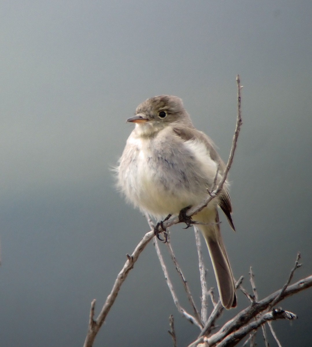 Gray Flycatcher - Nate Kohler