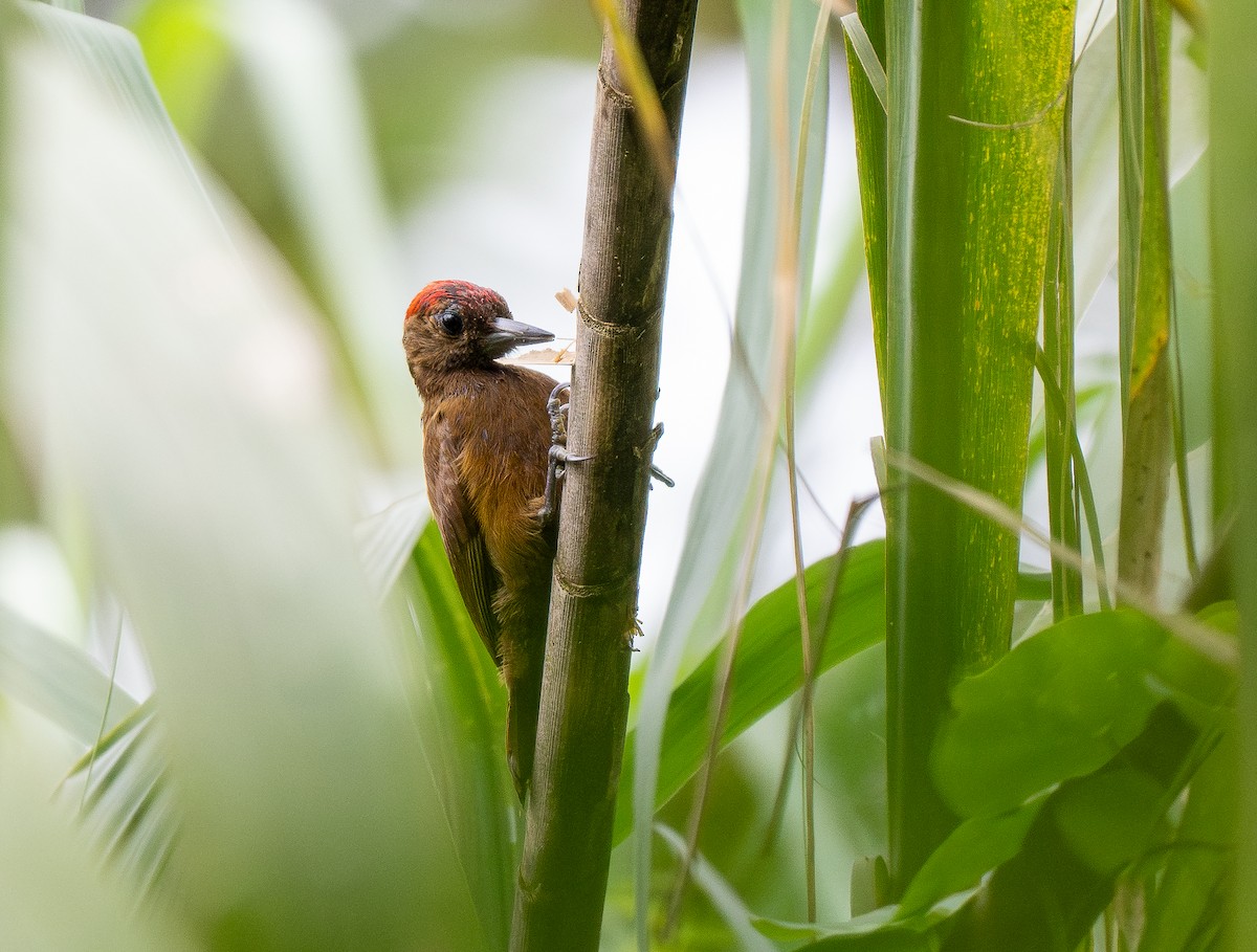 Smoky-brown Woodpecker - Forest Botial-Jarvis