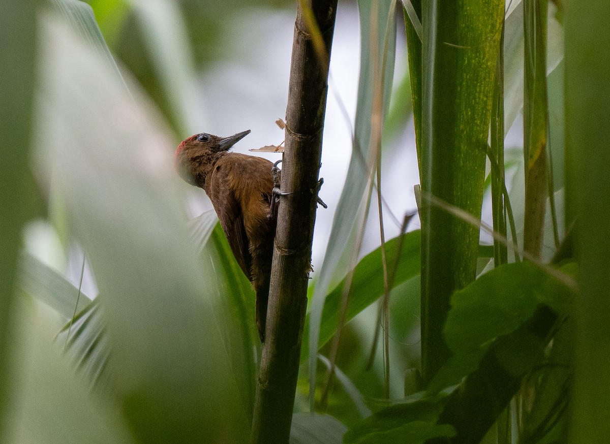 Smoky-brown Woodpecker - Forest Botial-Jarvis