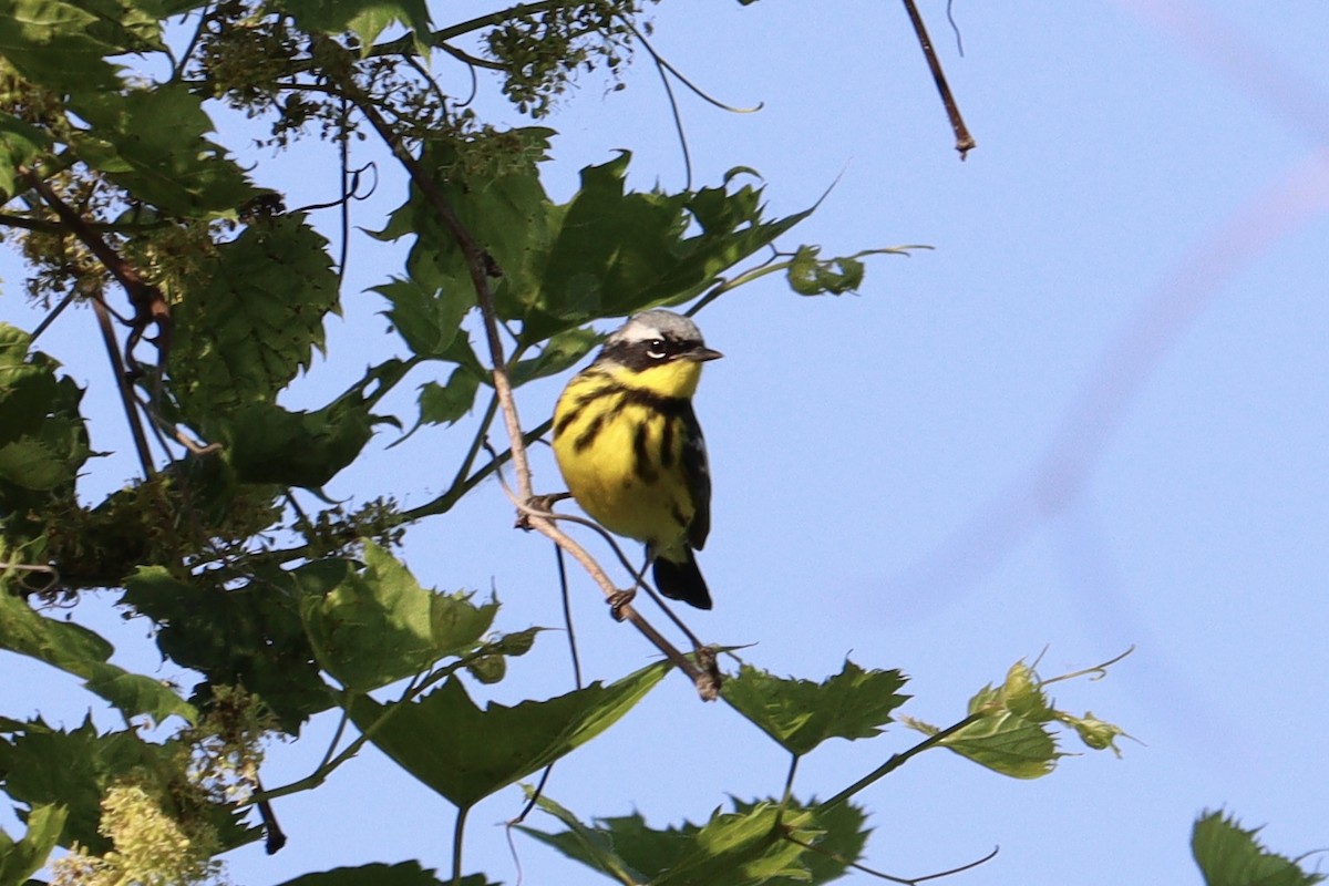 Magnolia Warbler - Molly Herrmann