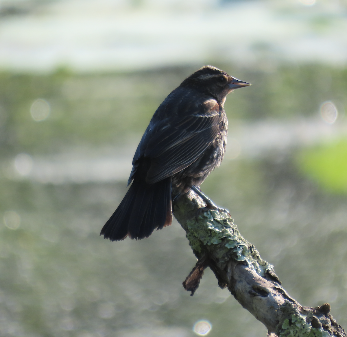 Red-winged Blackbird - Angie Trumbo
