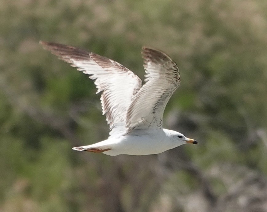 Gaviota Californiana - ML619463813