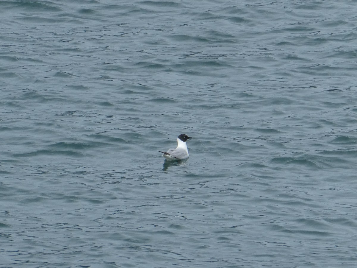 Bonaparte's Gull - Kellie Collier