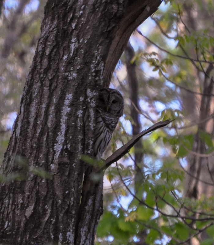 Barred Owl - Anonymous