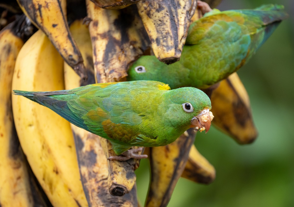 Orange-chinned Parakeet - Forest Botial-Jarvis