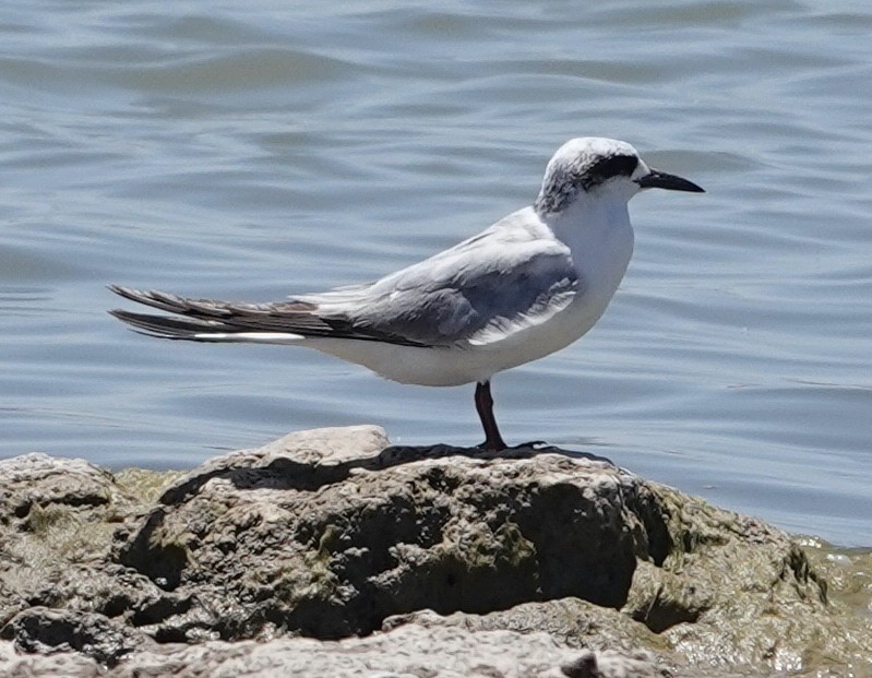 Forster's Tern - ML619463823