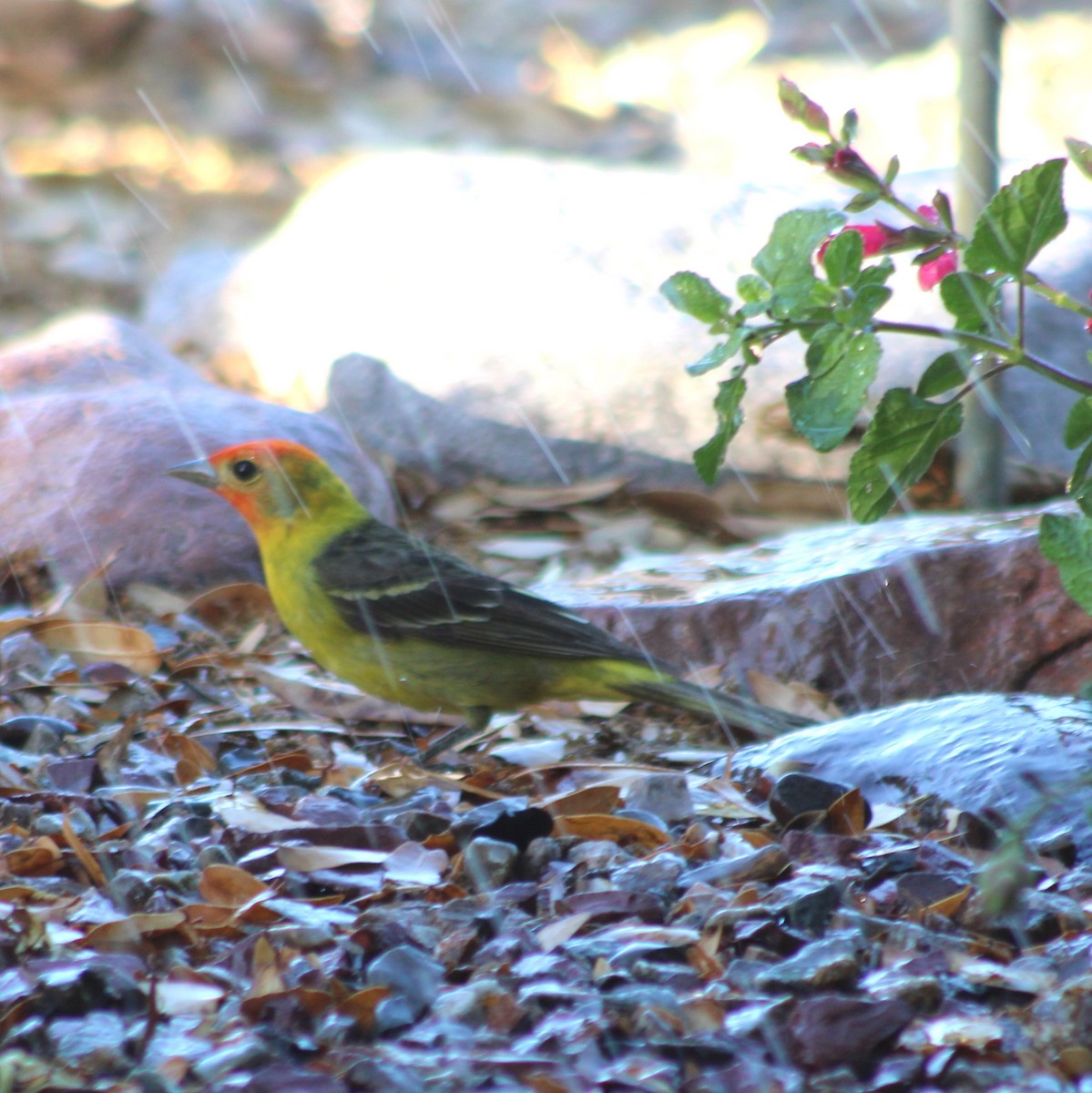 Western Tanager - Marsha Painter