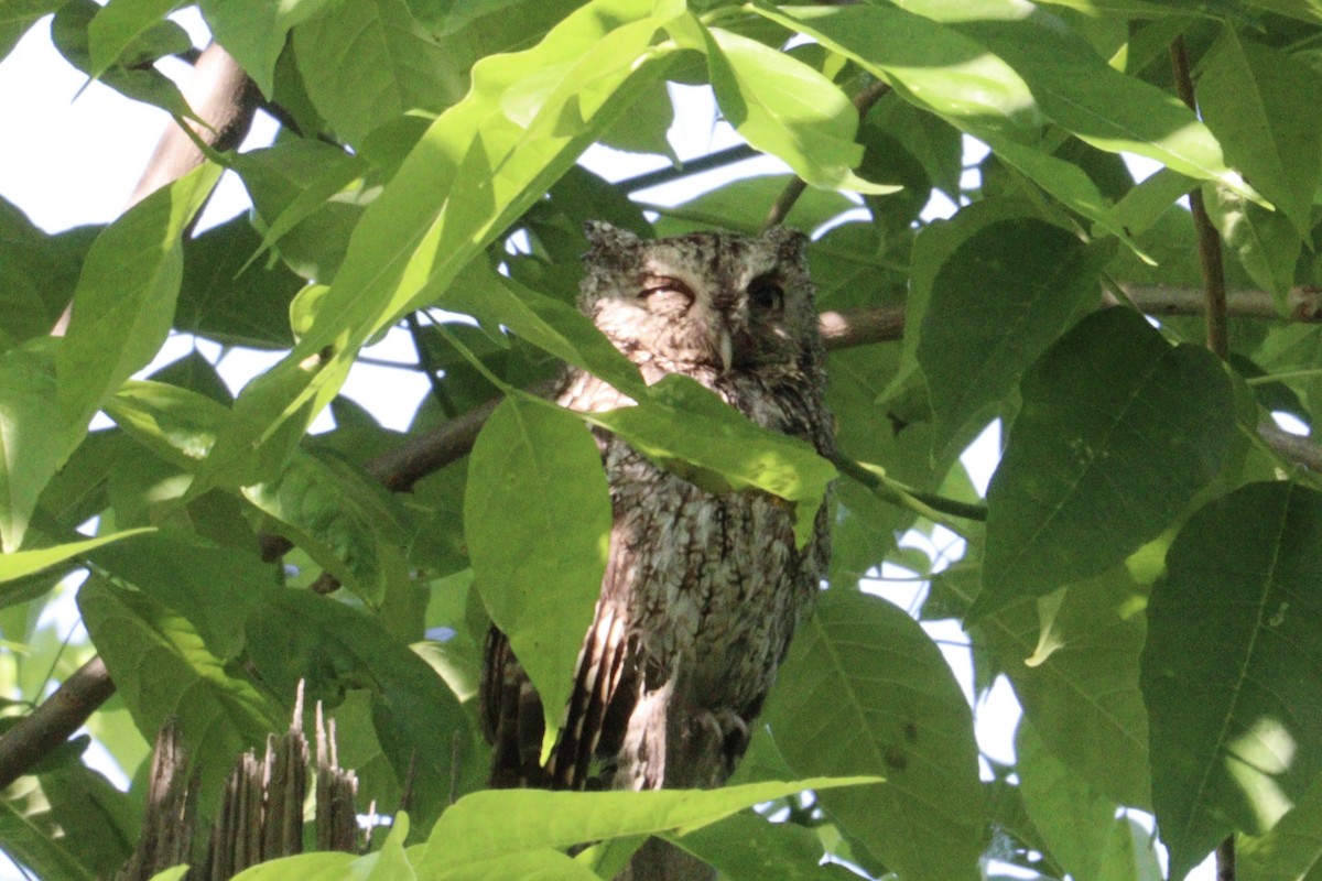 Eastern Screech-Owl - Molly Herrmann