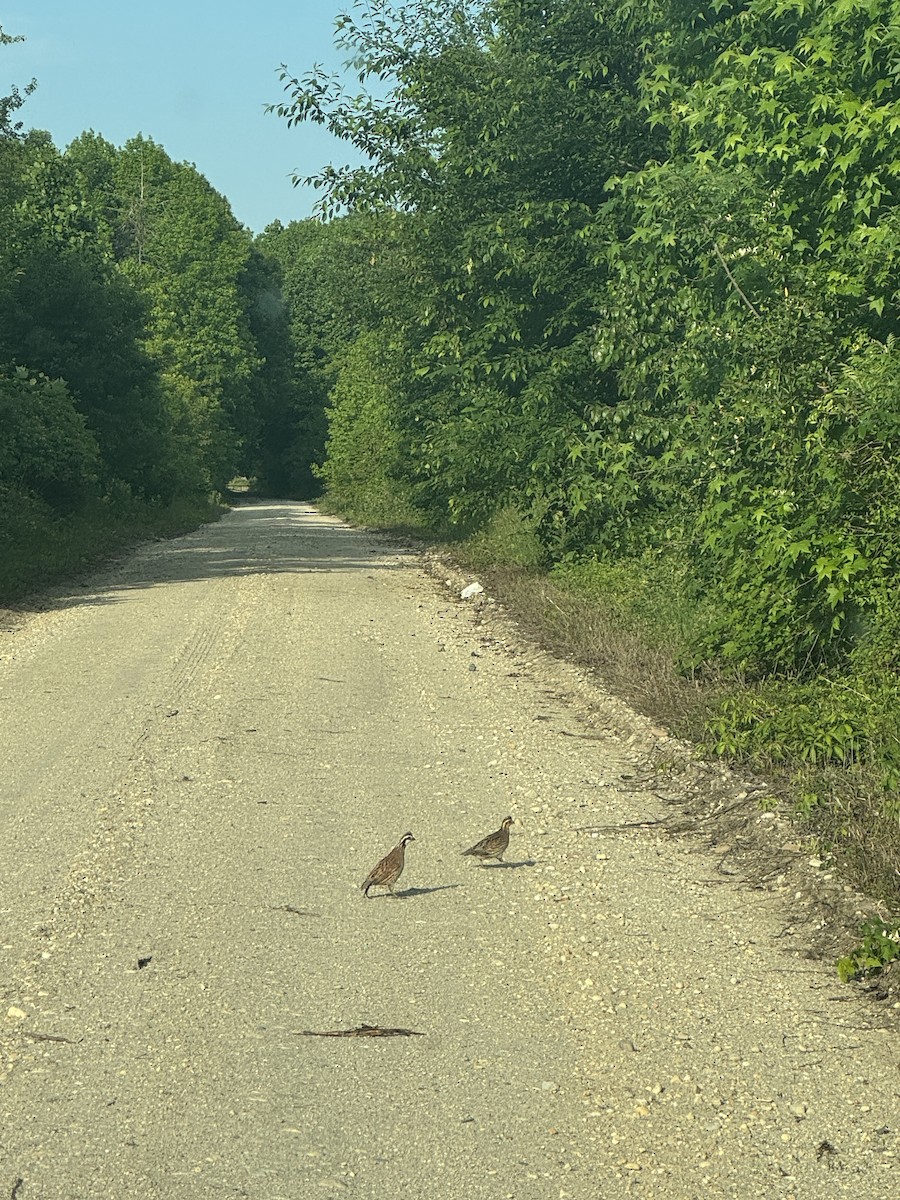 Northern Bobwhite - Benjamin Filreis