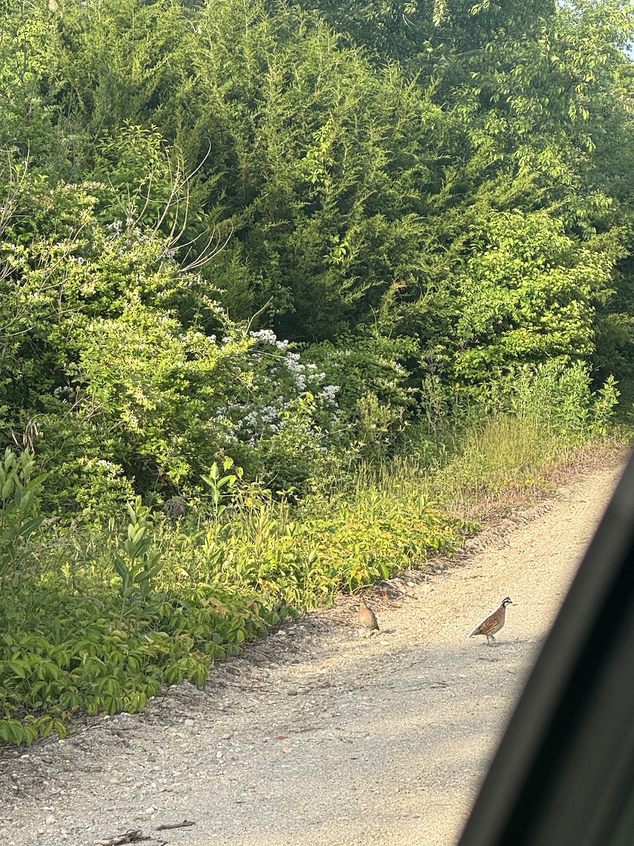 Northern Bobwhite - Benjamin Filreis