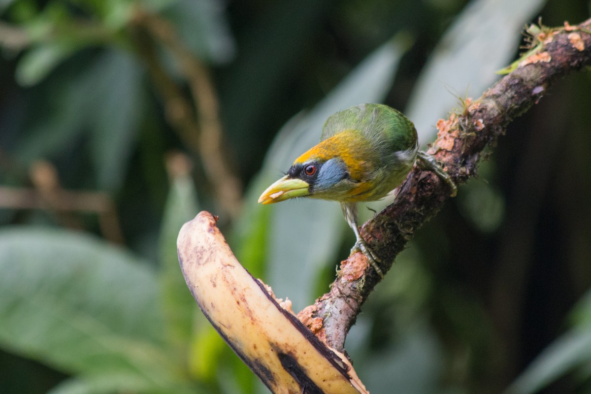 Red-headed Barbet - Nancy Davis