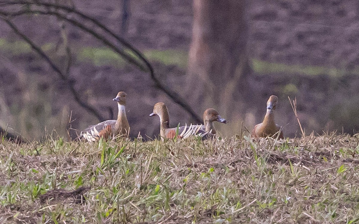 Plumed Whistling-Duck - Merren Weaver