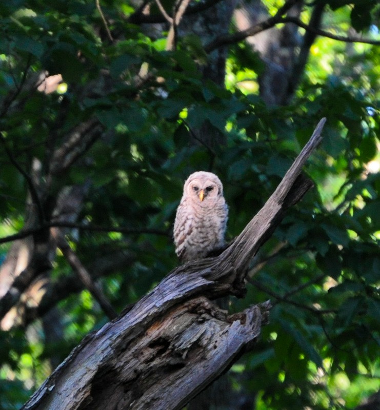 Barred Owl - Anonymous