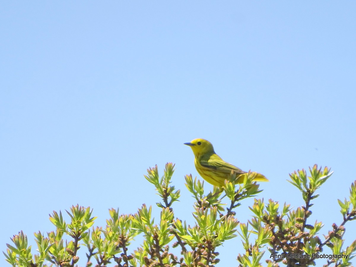 Yellow Warbler - Anna LeBlanc