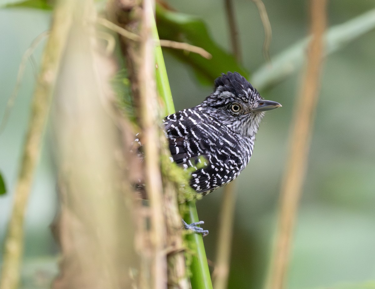 Barred Antshrike - Forest Botial-Jarvis