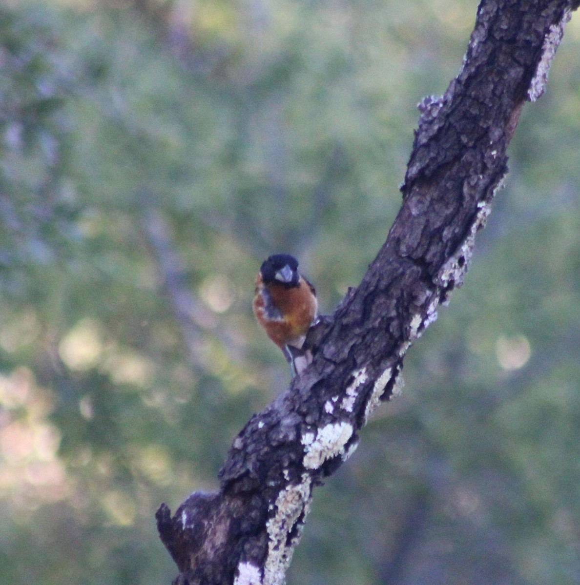 Black-headed Grosbeak - Marsha Painter