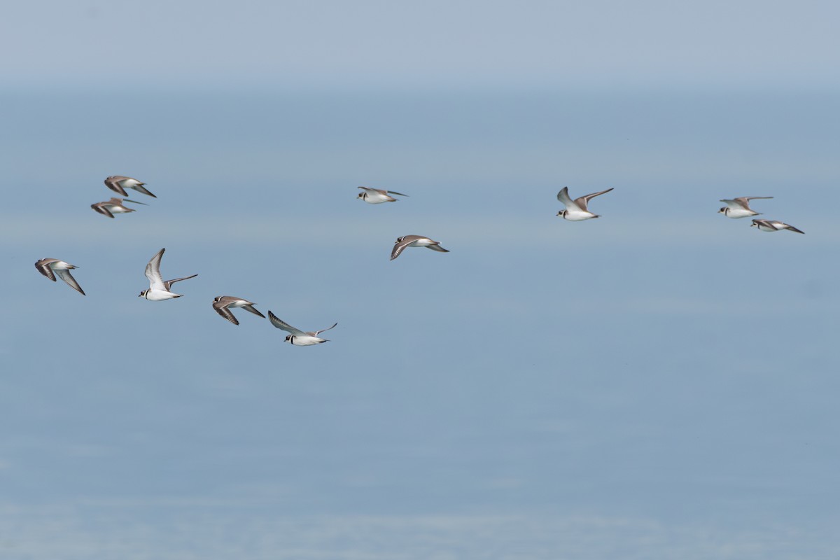 Semipalmated Plover - ML619463866