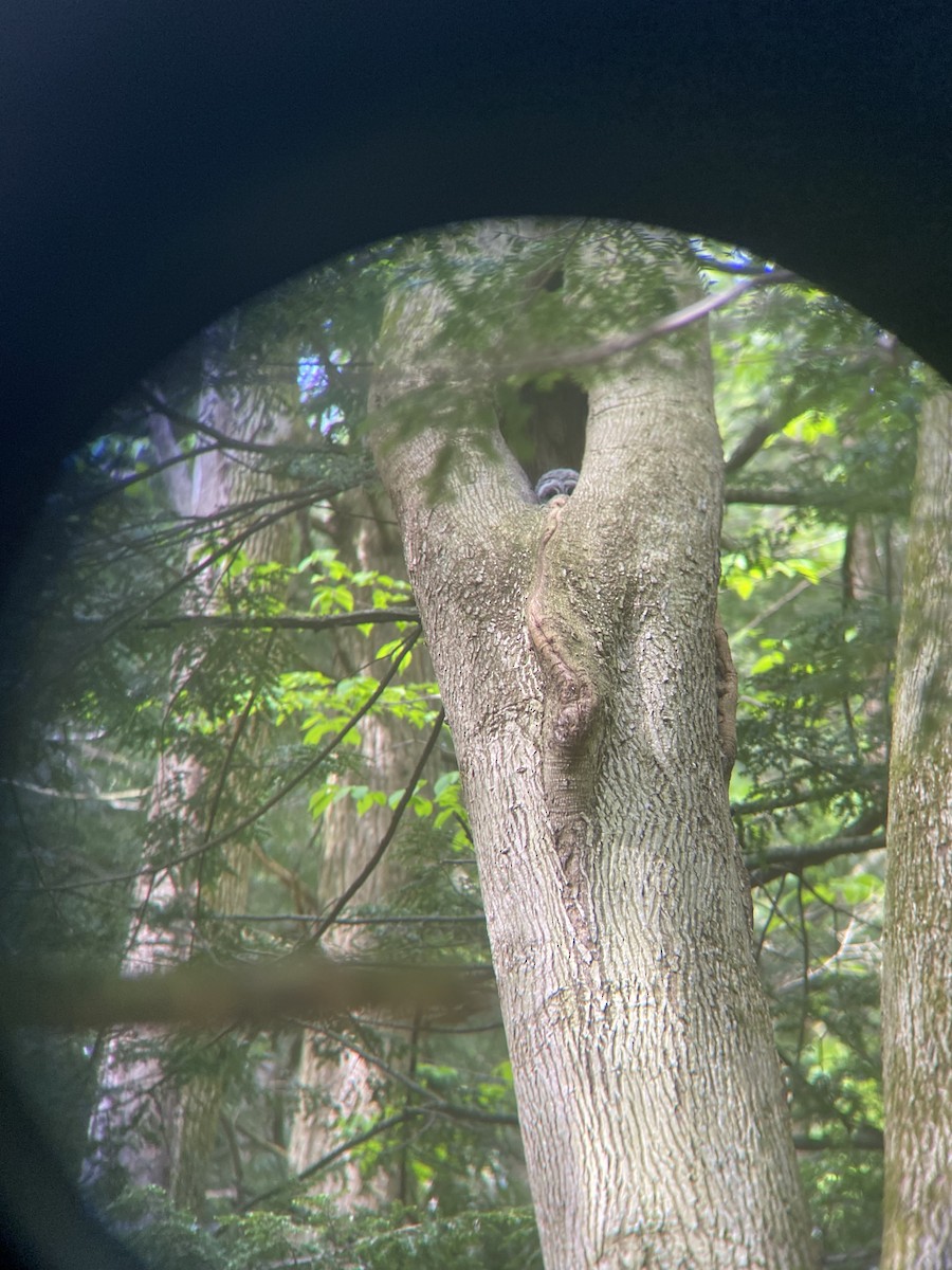 Barred Owl - Arnaud  Valade