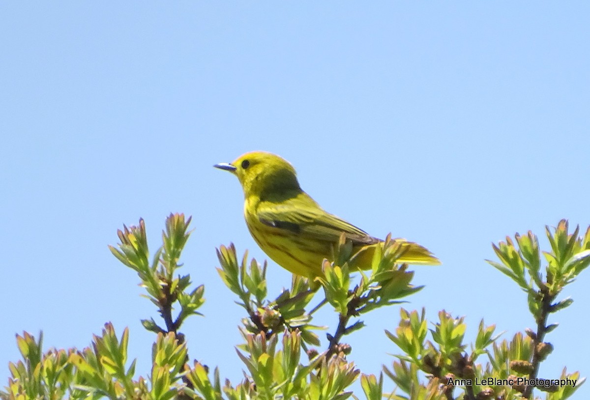 Yellow Warbler - Anna LeBlanc