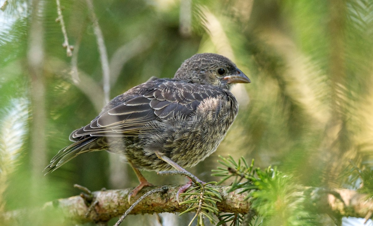 Brown-headed Cowbird - Travis Vance