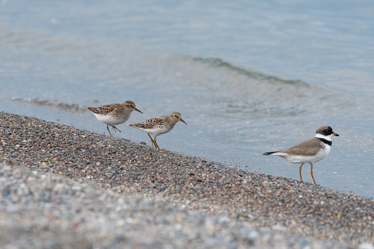 Wiesenstrandläufer - ML619463879