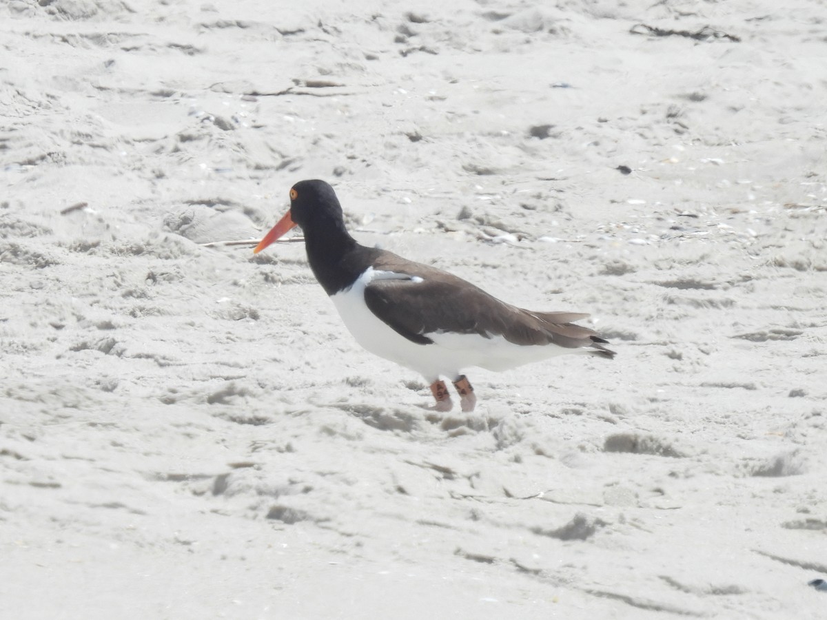 American Oystercatcher - ML619463880