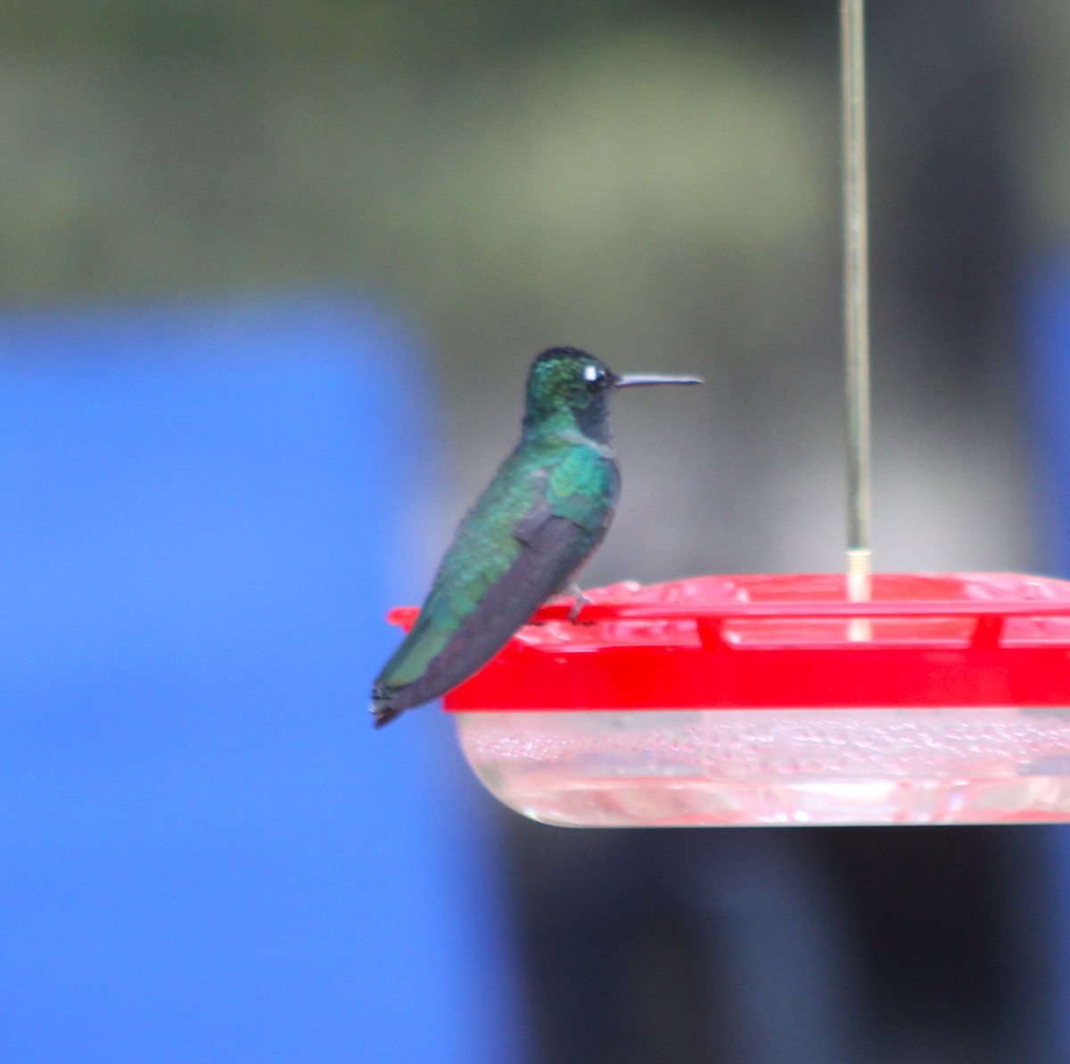 Rivoli's Hummingbird - Marsha Painter